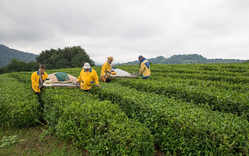 О сборе чая, плантациях и фермерских хозяйствах