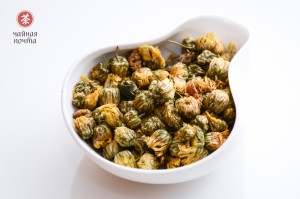 Цветы Китайской Ромашки купить в Минске, Цветы