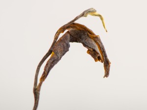 Шэн Пуэр Тьен Сян, Мэнку, 2022г. купить в Минске, Шэн пуэр (зеленый)