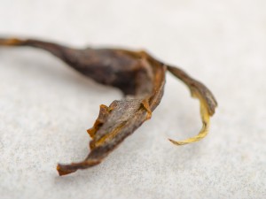 Шэн Пуэр Тьен Сян, Мэнку, 2022г. купить в Минске, Шэн пуэр (зеленый)