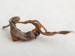 Шен пуэр &quot;Рысь&quot;, Старые Деревья Мьянмы, 2013 г. купить в Минске, Тайский чай