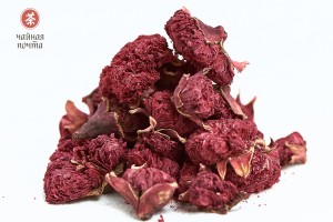 Цветы Граната купить в Минске, Цветы
