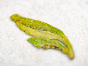 Лунцзин из Мэйцзяу (малые почки) "ААА", весна 2026 г. купить в Минске, Зеленый чай