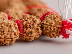 Четки #148, семена дерева Рудракши, 54 бусины, 15 мм. купить в Минске, Новинки