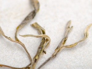 Шэн Пуэр Сяо Ху Сай Биндао "АА", 2023г. купить в Минске, Шэн пуэр (зеленый)