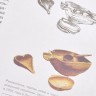 Книга "Канон Чая" в иллюстрациях, Цю Цзипин купить в Минске, Книги о чае и Китае