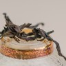 Цзинь Хун Пао "ААА", 2025 г. купить в Минске, Уишаньский
