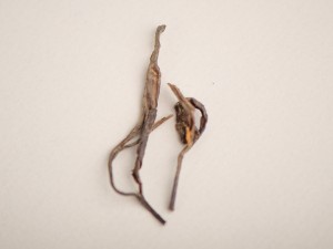 Шэн пуэр &quot;Фиолетовый Слон&quot;, Старые Деревья Мьянмы, 2013 г. купить в Минске, Чай с больших деревьев