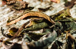 ГАБА Мао Ча купить в Минске, Улун