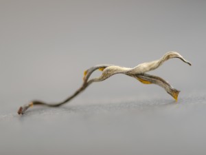 Шэн пуэр "Суху Гу Шу Органик", март 2022г. купить в Минске, Шэн пуэр (зеленый)