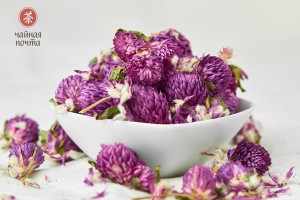 Цветы Амаранта (Гомфрена шаровидная) купить в Минске, Цветы
