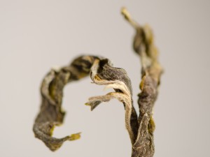 Шэн Пуэр "Мэй Цзи Цин", 2022г. купить в Минске, Шэн пуэр (зеленый)