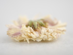 Цветки Хризантемы купить в Минске, Цветы