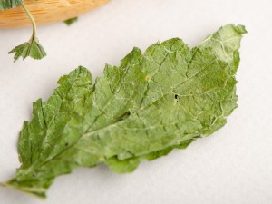 Листья смородины купить в Минске, Добавки в чай