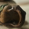 Чайник #2002, 210 мл., исинская глина купить в Минске, Чайники