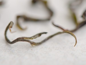 Улун "Сванская Императрица" от бабушки Наргизы, Грузия, 2022г., 50г. купить в Минске, Грузинский чай